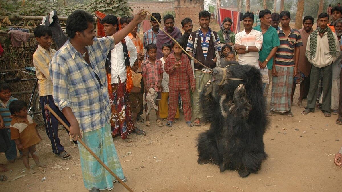 Sloth bears: How rescued dancing bears returned to the wild