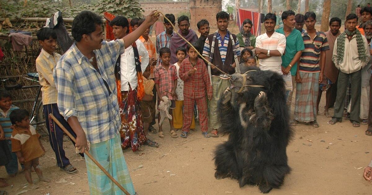 Sloth bears: How rescued dancing bears returned to the wild