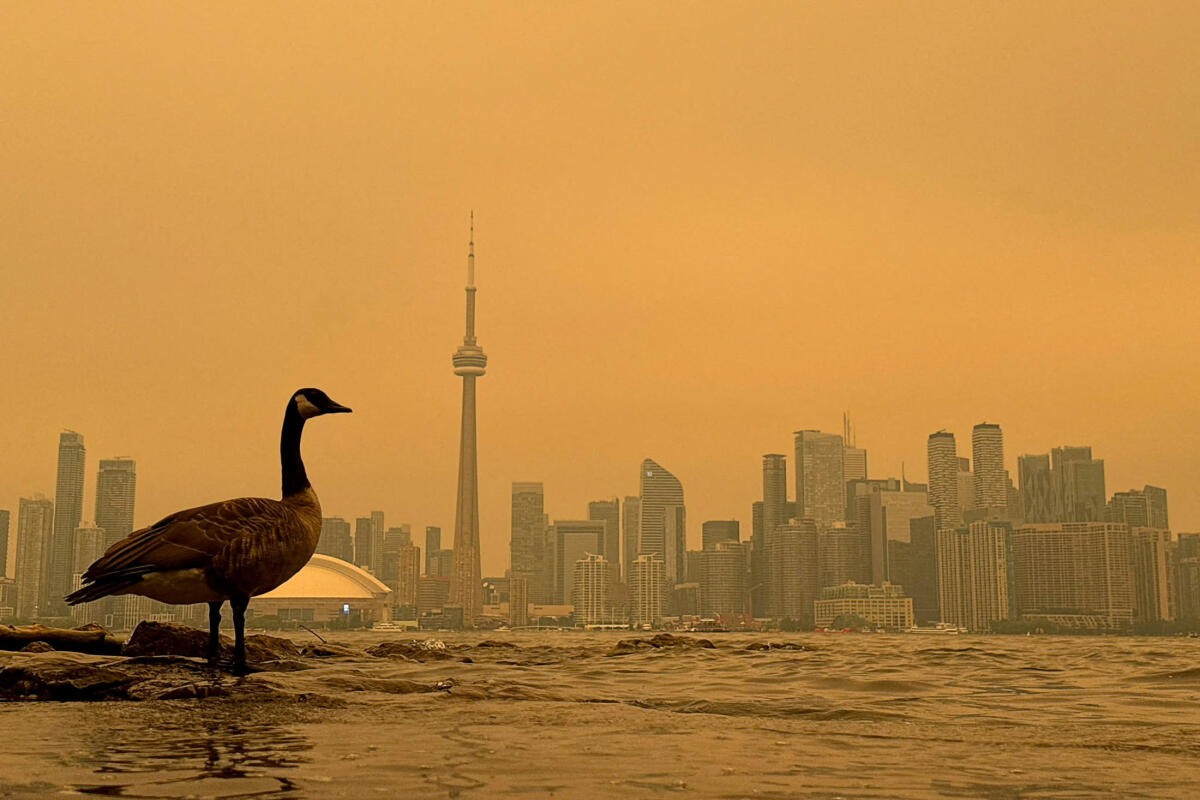 A Canada goose stands on the shore of the Toronto Islands, on Lake Ontario, as the downtown skyline is covered in smoke from wildfires during a heat wave in Toronto, Ontario, Canada.