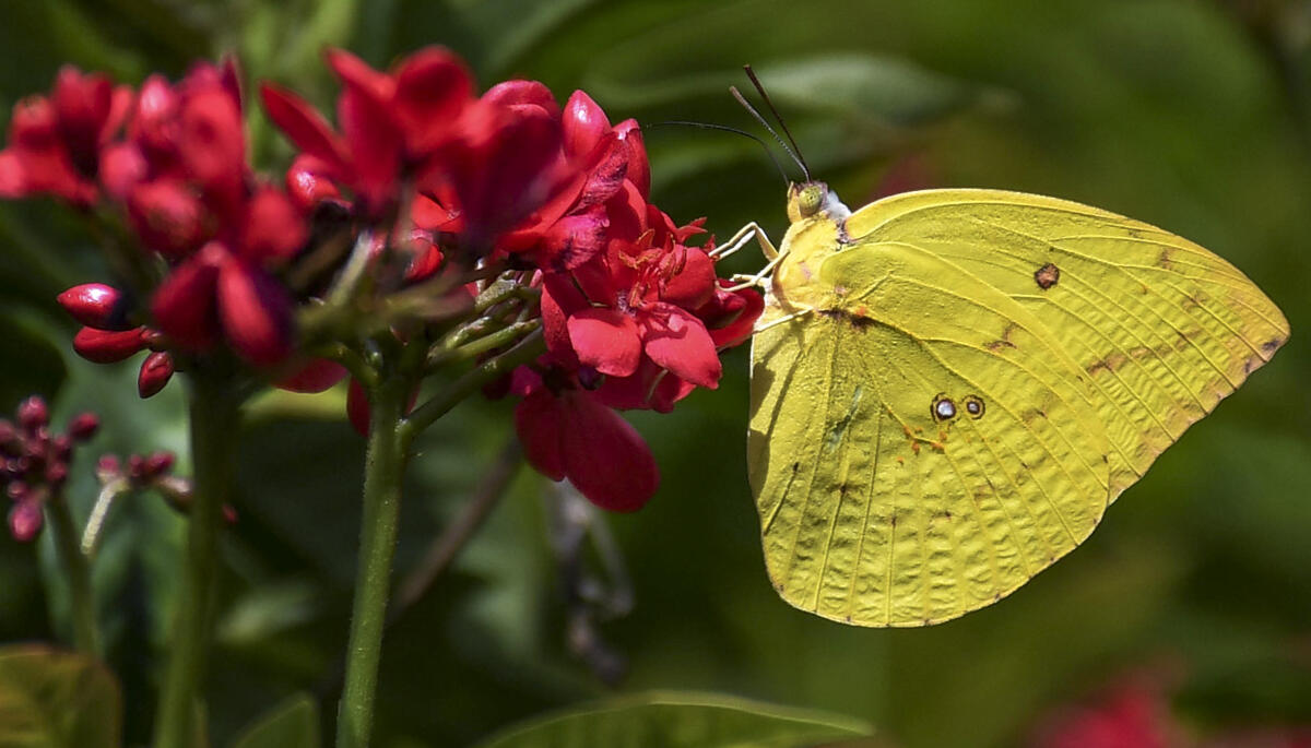 A migrant lemon butterfly feeds on nectar from red peregrine flowers, in Guwahati, Assam.