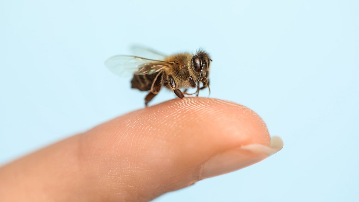 Insect bites: When a sting turns serious