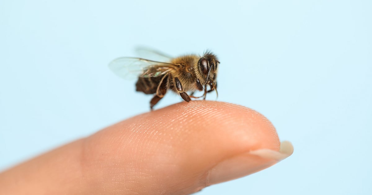 Insect bites: When a sting turns serious