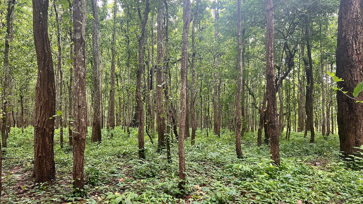 Proposal to clear 22 trees for RUB at LC5 on Mysuru-KRS road; Greens to support