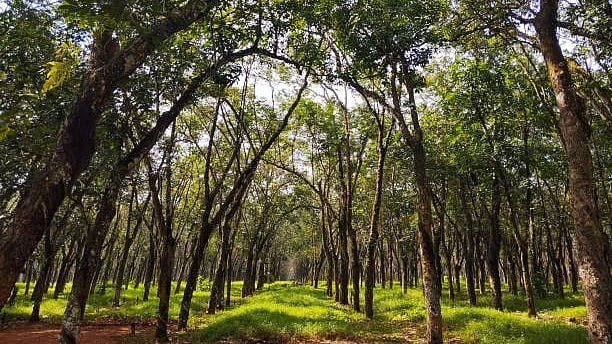 Mysuru Kambala row: DYES seeks nod to cut 18 trees at Sathagalli site to build a cycling velodrome