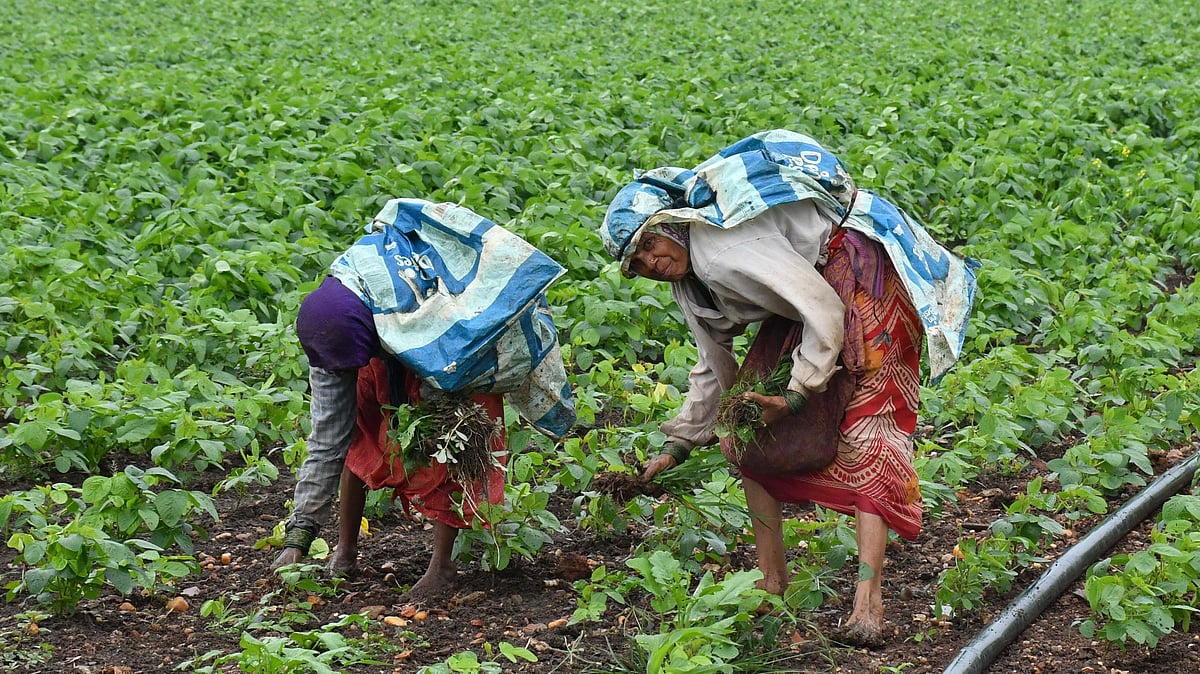 Karnataka's delayed tur sowing may push dal prices up