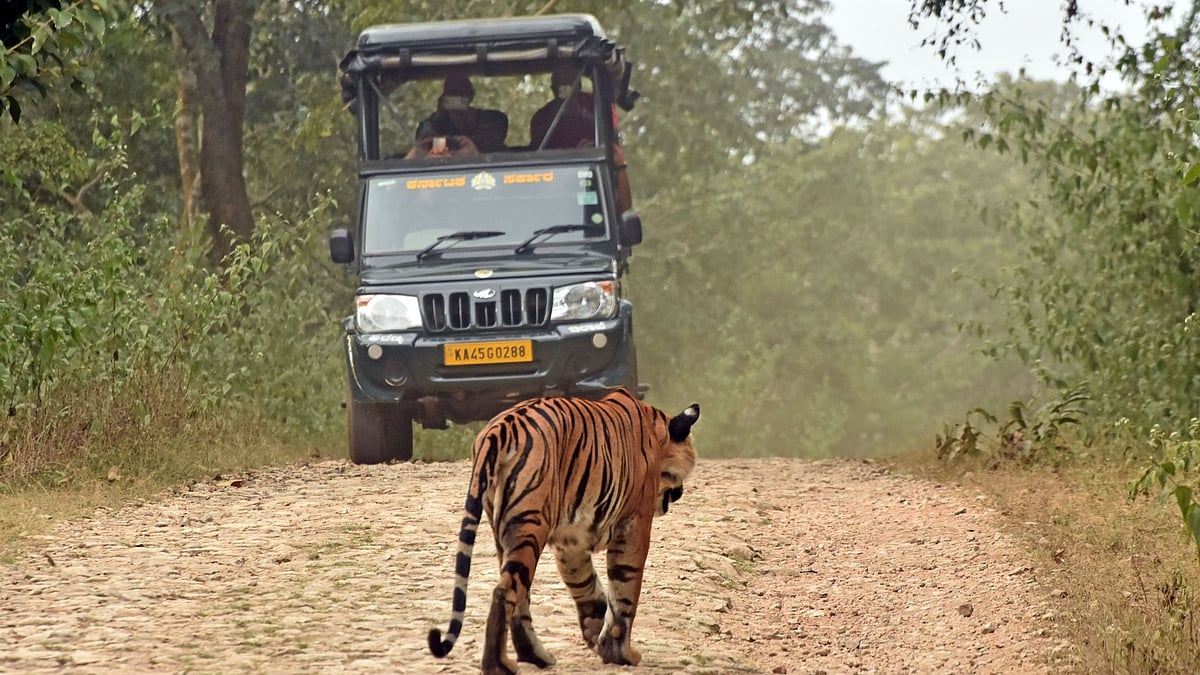 Wildlife offences soar in Karnataka as frontline vacancies leave forests porous
