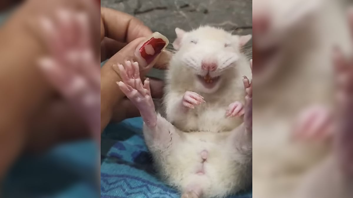 Kittu, the white mouse from Jaipur, lives king-size with paneer and clap clap dance; Delhi police make him mascot for safety awareness