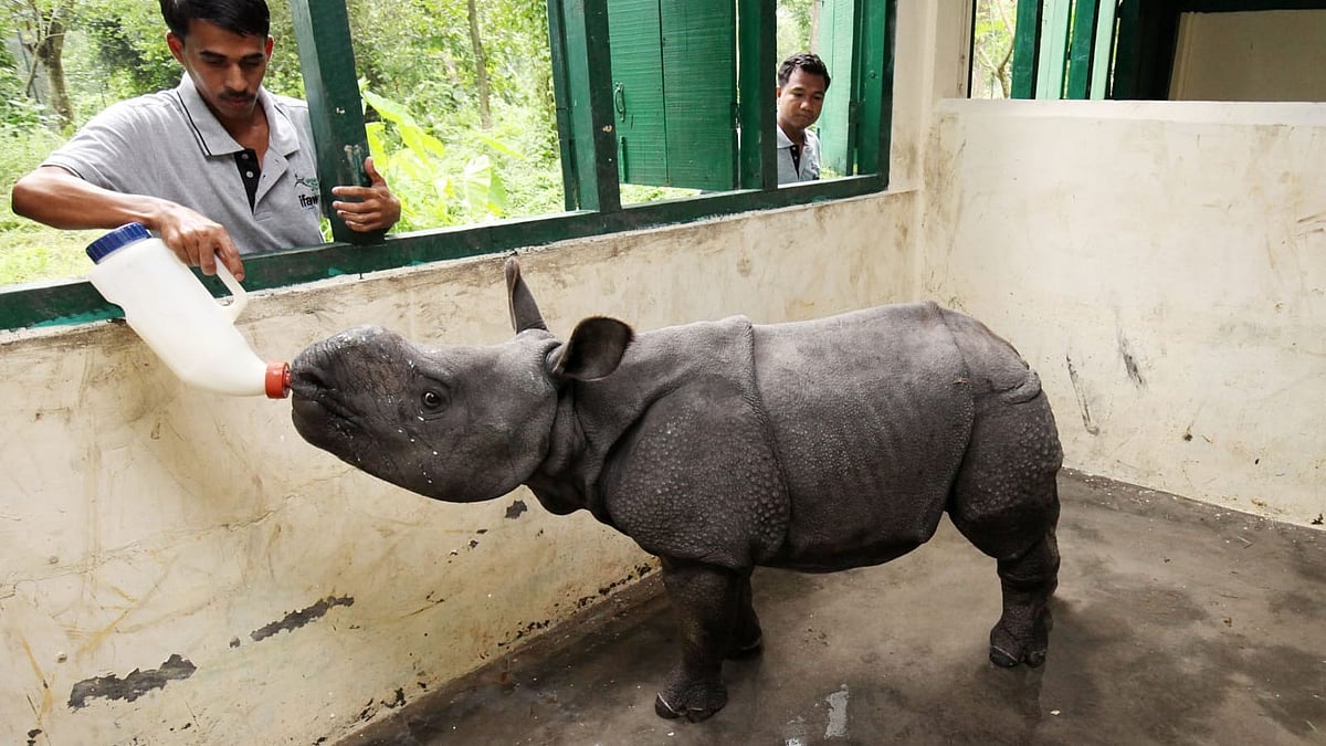 Assam's CWRC catered to 10,000 wildlife rescue cases in 25 years