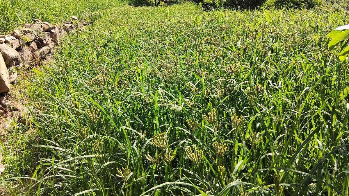 Improved millet variety helps Arunachal Pradesh's Tawang farmers fight wild animal depredation