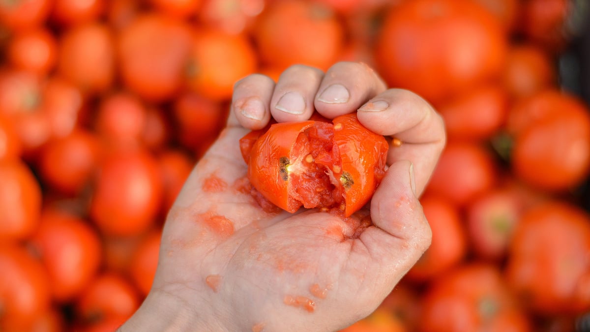 No tomatoes in Bengaluru Tomatina event