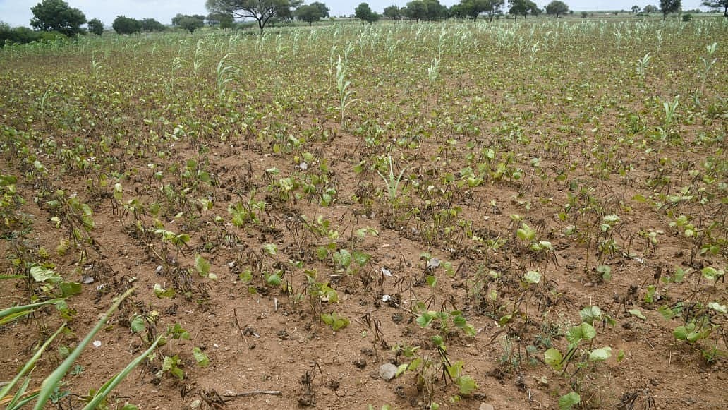 Karnataka | Rain deficit drives rise in crop insurance enrolment