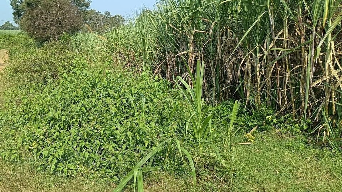 Choked Hidkal, Malaprabha canals leave tail-end farmers dry
