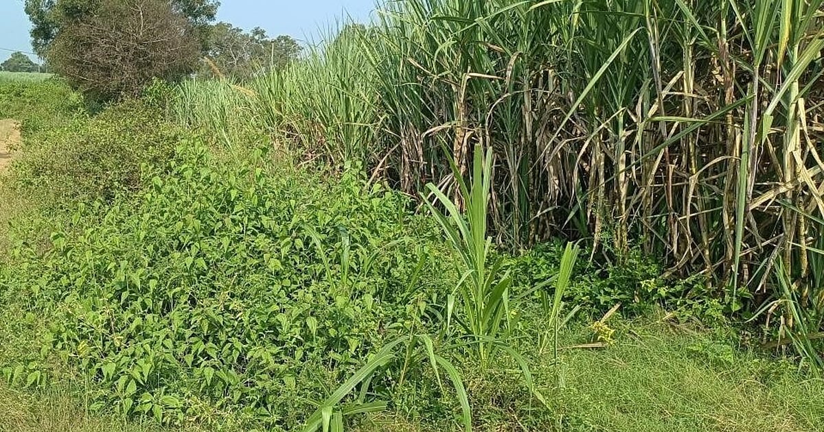 Choked Hidkal, Malaprabha canals leave tail-end farmers dry