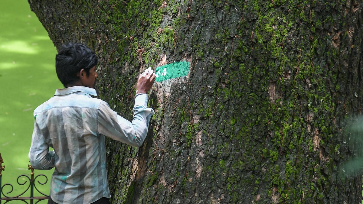 Bengaluru tree census set for year-end completion after delays