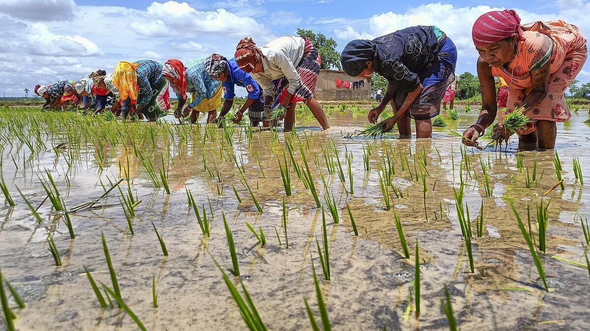 Paddy sowing in 2026 kharif season falls 3.71% to 421.82 lakh hectares in Karnataka