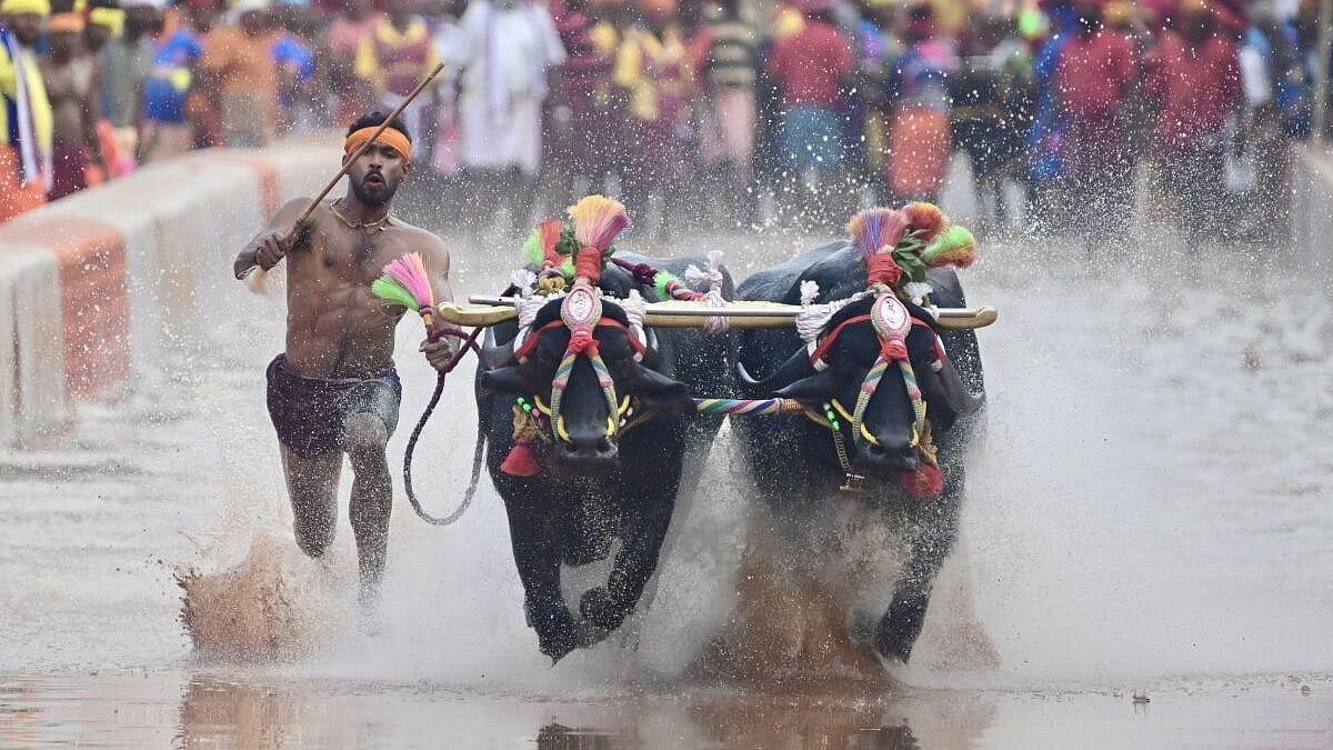 Activists warn of indefinite protest opposing Kambala in Mysuru amid drought