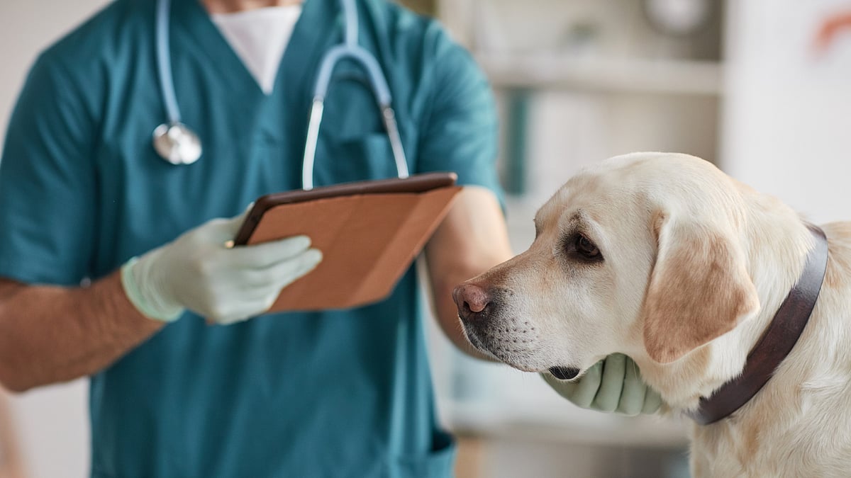 Bengaluru: Pet Practitioners’ Association of Karnataka condemn alleged animal cruelty by veterinarians