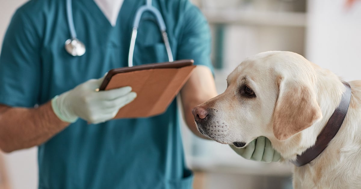 News 23 Bengaluru: Pet Practitioners’ Association of Karnataka condemn alleged animal cruelty by veterinarians