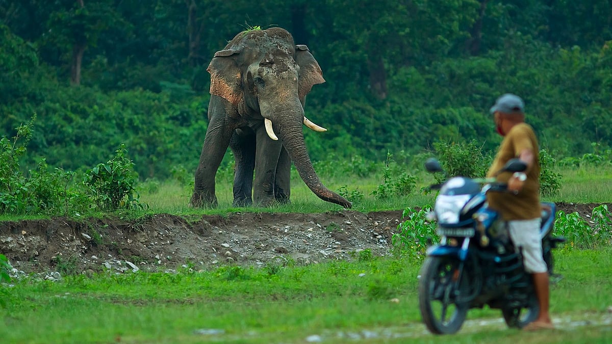 Human-elephant conflicts: 522 people, 216 jumbos killed in Karnataka in 25 years