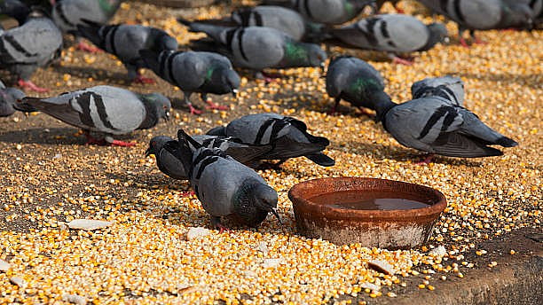 Waqf Board bars bird feeding, food distribution at shrines in Kashmir