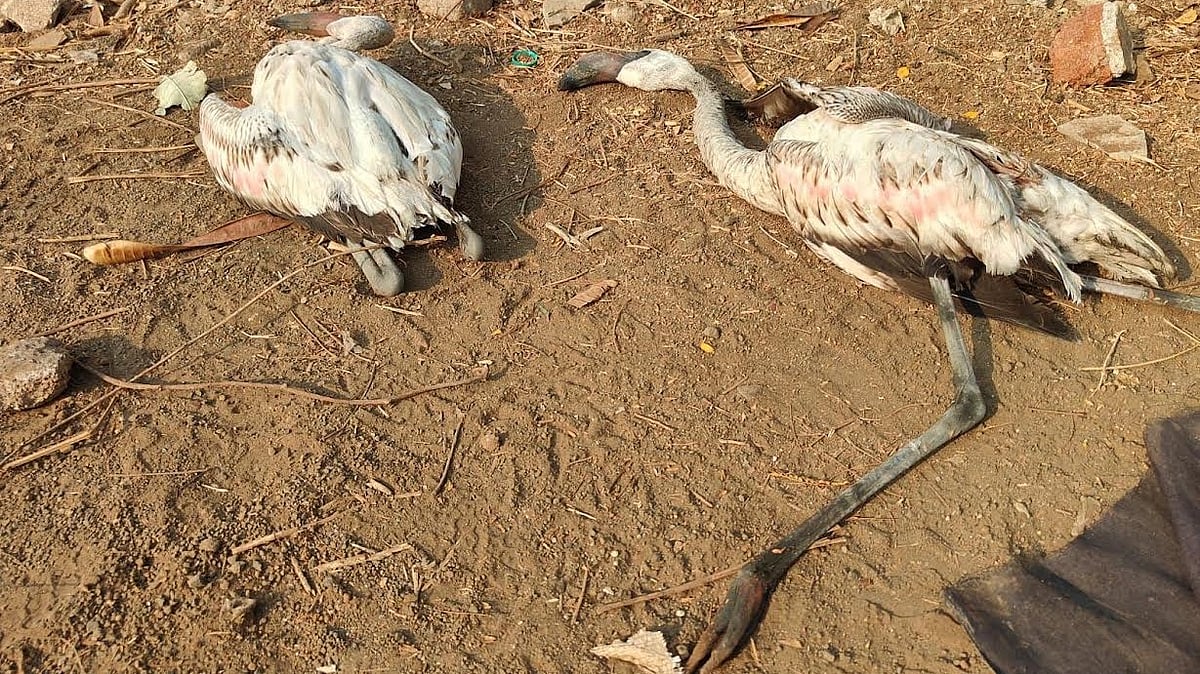 Too late to take flight? NGT slaps CIDCO with Rs 10,000 cost over delay in flamingo report