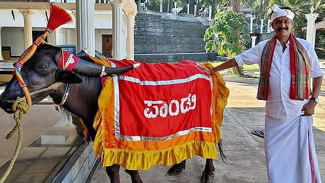 Kambala famed Pandu is no more