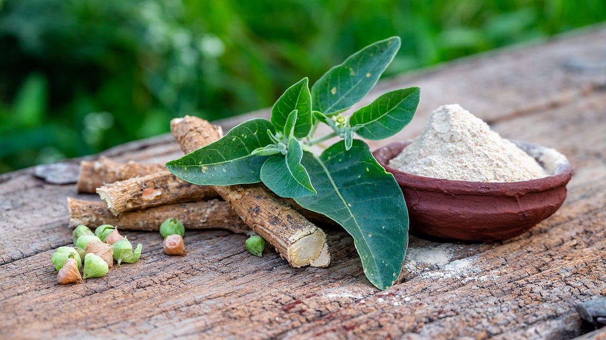Ashwagandha herb found safe for adults in a 24-week trial