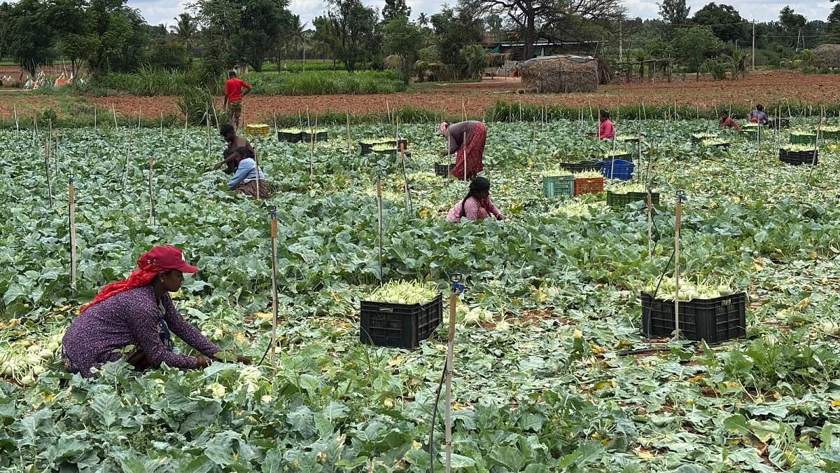As drought forces men to migrate to cities in search of livelihood, women farmers bear the yoke of sustaining both the farmlands and family. However, there is no formal recognition and legal hurdles have made it impossible for them to access either government schemes or credit.