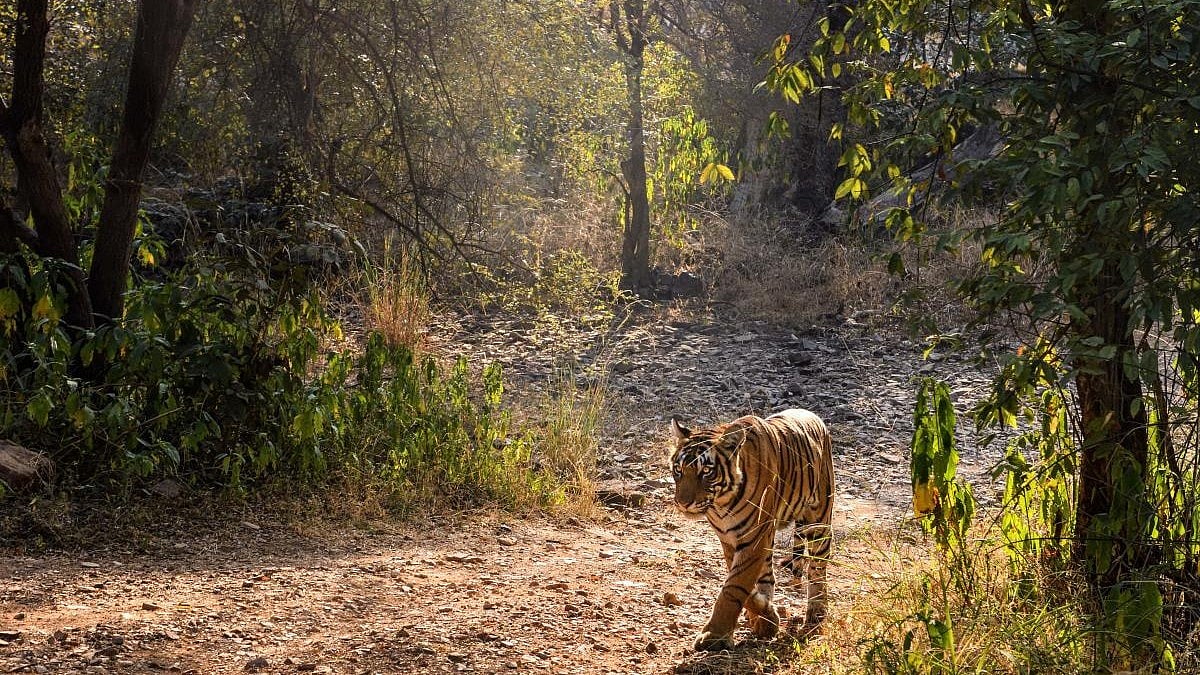 Photo from Deccan Herald's story