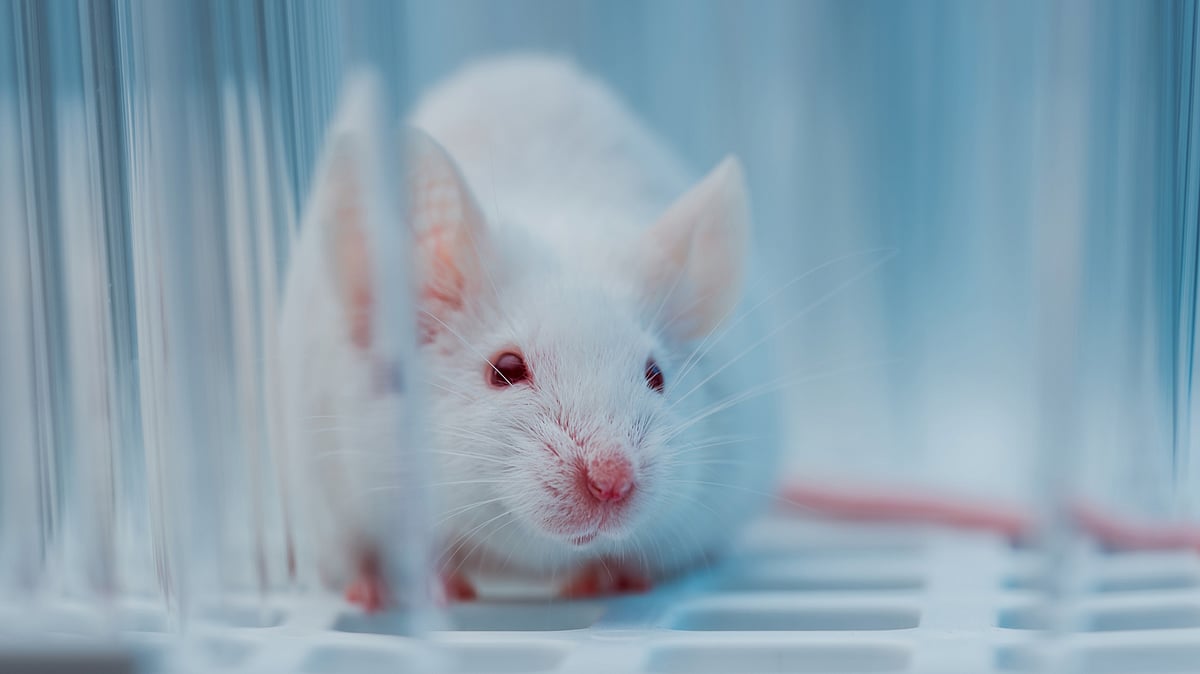 Human brain-like tissue placed in lab mice, some call it ‘breakthrough’ ...