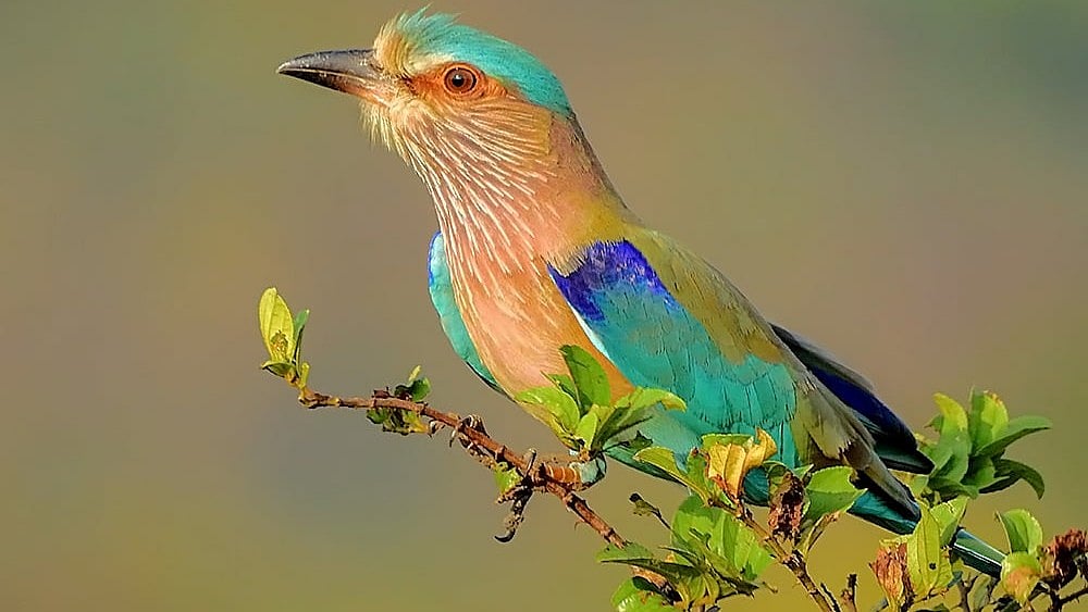 India launches collaborative National Red List assessment of 1,211 bird species