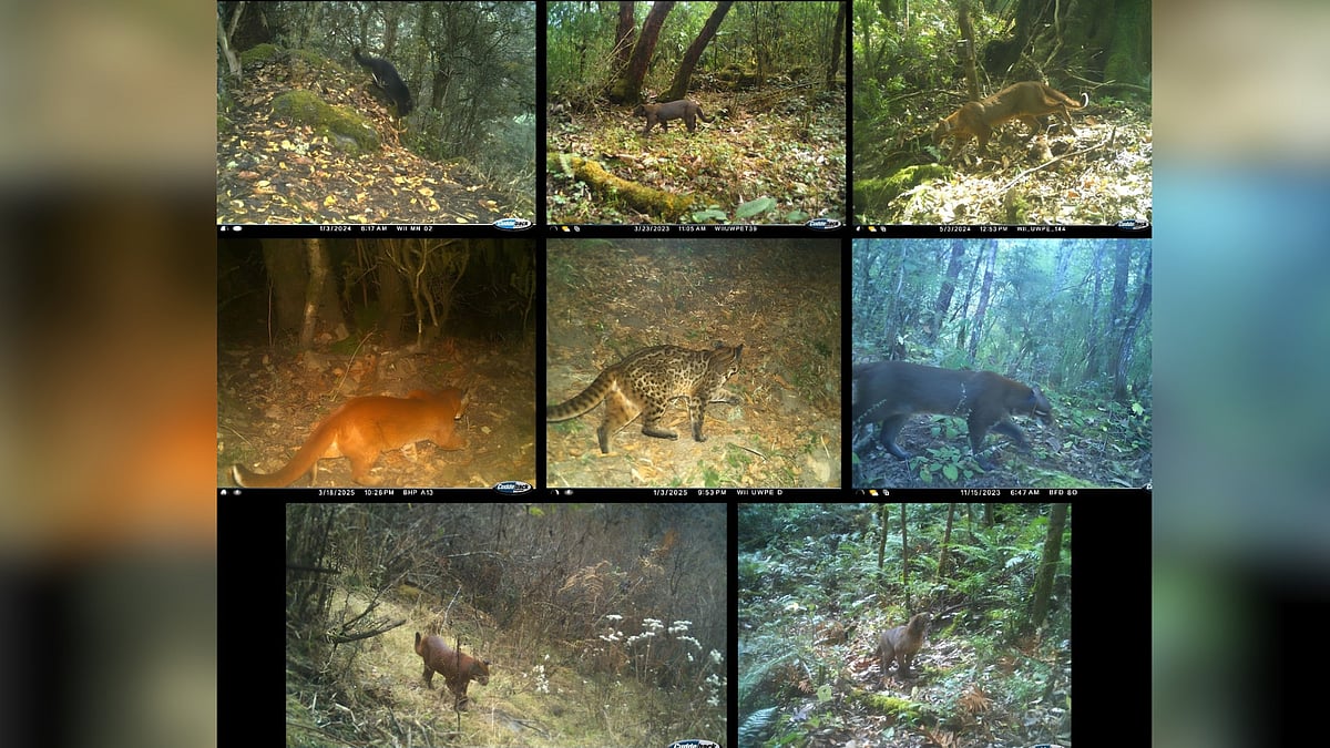 Seven colour morphs of elusive Asiatic golden cat recorded in Arunachal Pradesh