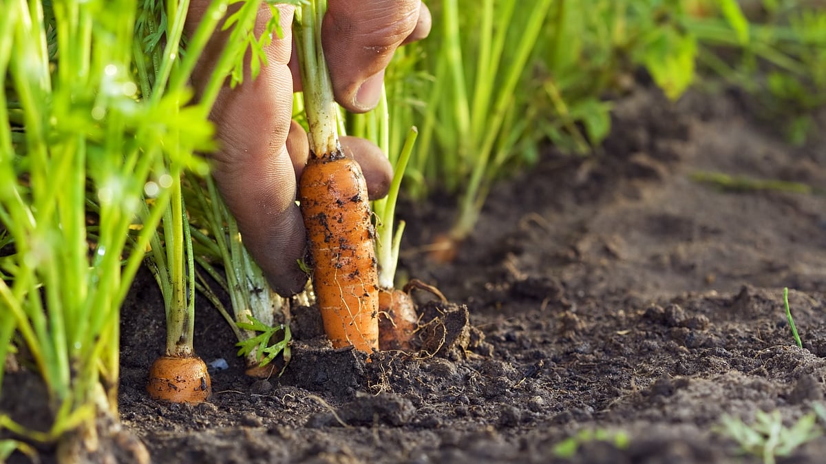 The vegetable we called ‘English’
