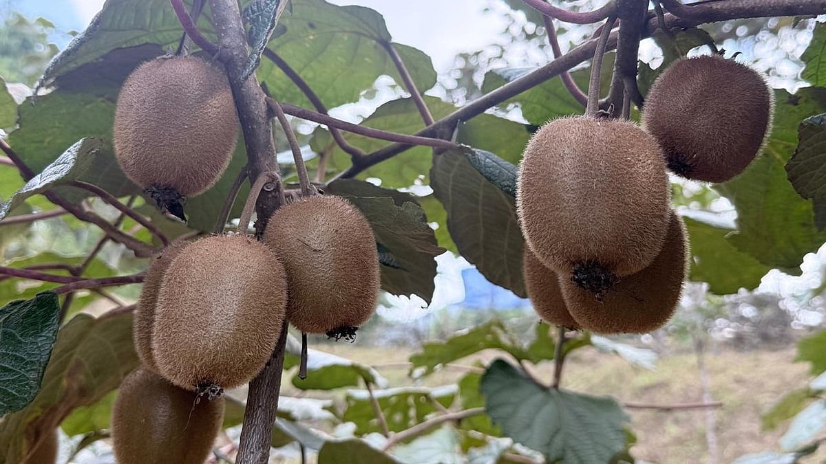 Arunachal Pradesh’s organic kiwis head to Dubai in first trial export as farmers seek GI tag, protection from imports