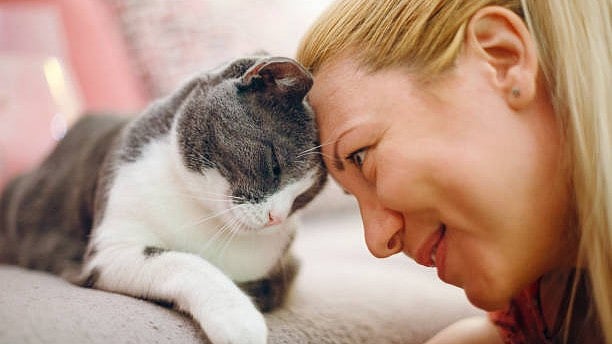 A love affair, but on feline terms