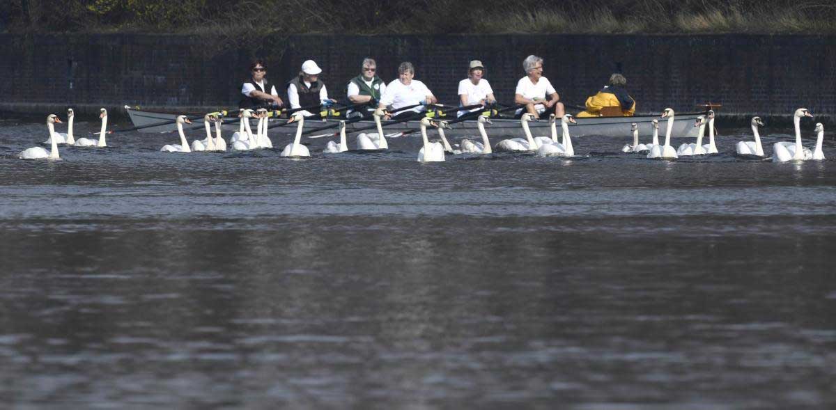 Swans swim on the city lake Alster after they were released from winter. Reuters Photo