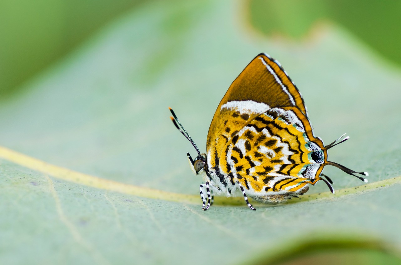 Monkey Puzzle (Rathinda amor). Photo by Nitin R