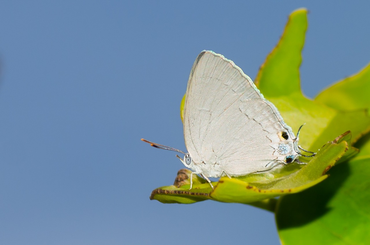 Plains Blue Royal (Tajuria jehana). Photo by Nitin R