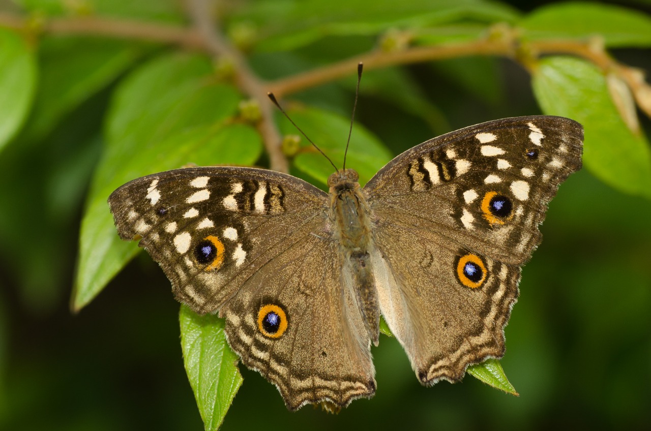 Lemon Pansy (Junonia lemonias). Photo by Nitin R