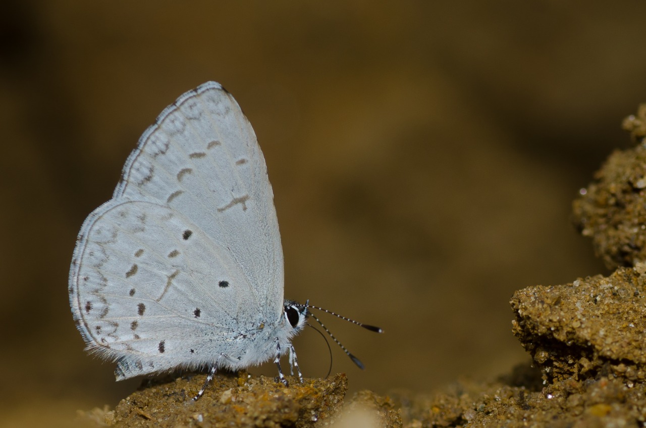 Plain Hedge Blue (Celastrina lavendularis). Photo by Nitin R