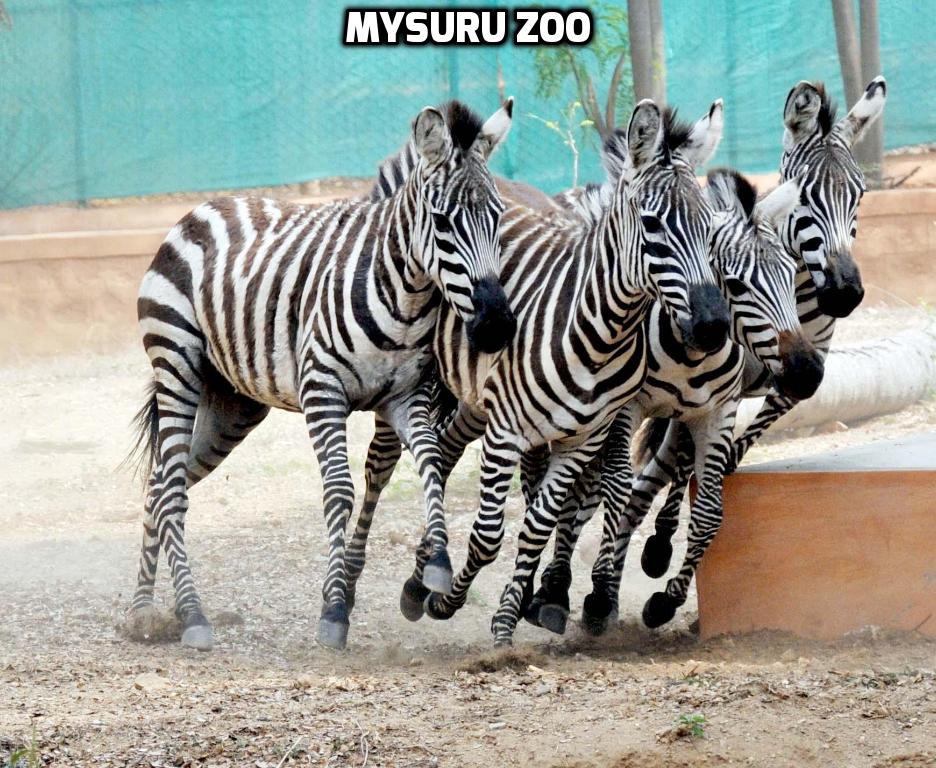 Zebras in Mysuru Zoo