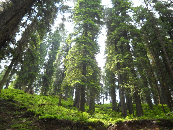 A trek is rejuvenating.