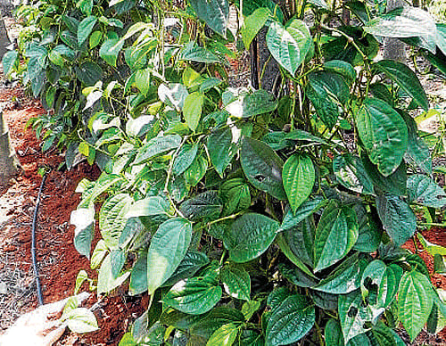 anthurium azul Sky Blue Anthurium Seeds  Heirloom, Non-GMO  Neeraseeds