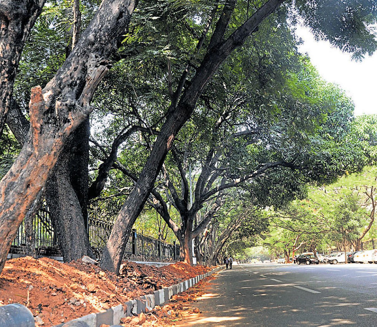 Bengaluru hospital decides against felling to make space