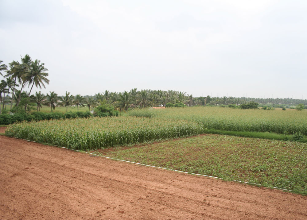Revenue dept official owns 38 acres of farmland