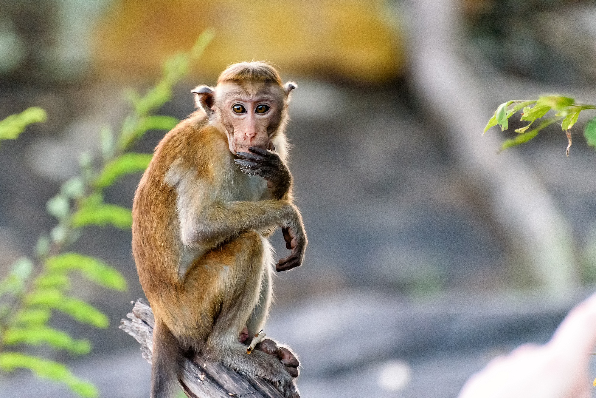 Monkeys gesturing for food
