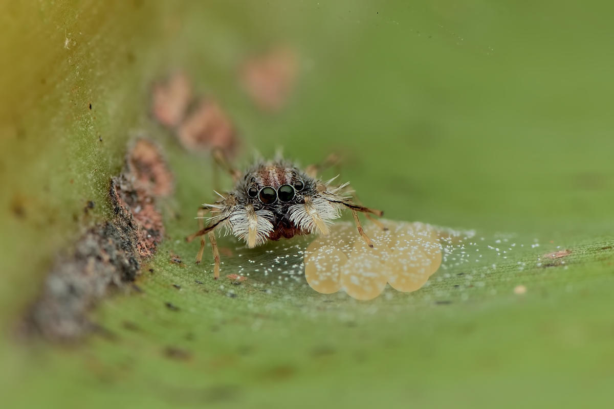 Rare spider discovered