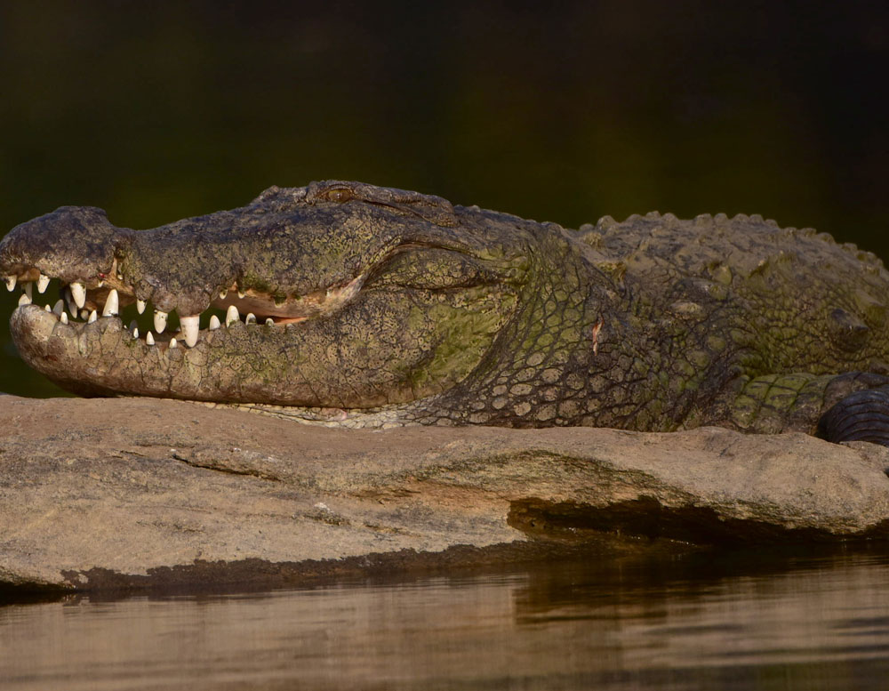 Bazoule: The village where crocodiles are welcome