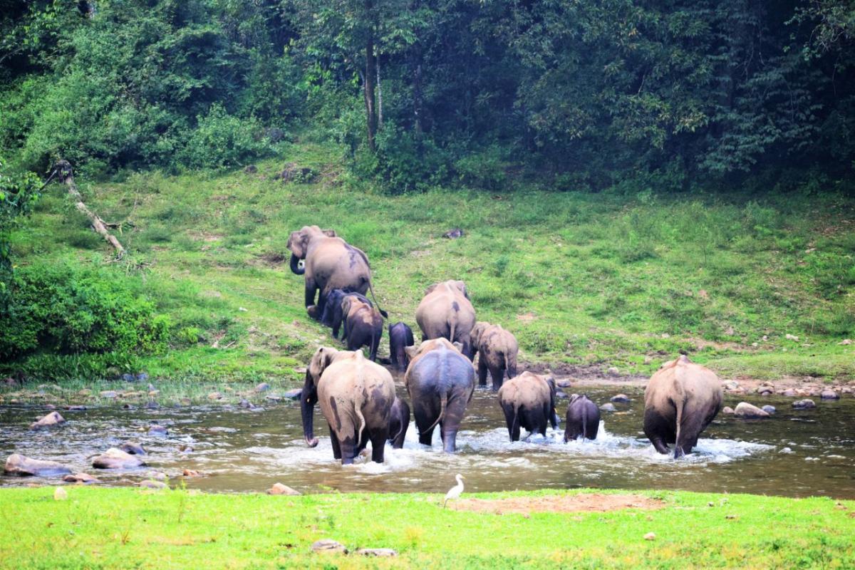 Living in harmony with elephants