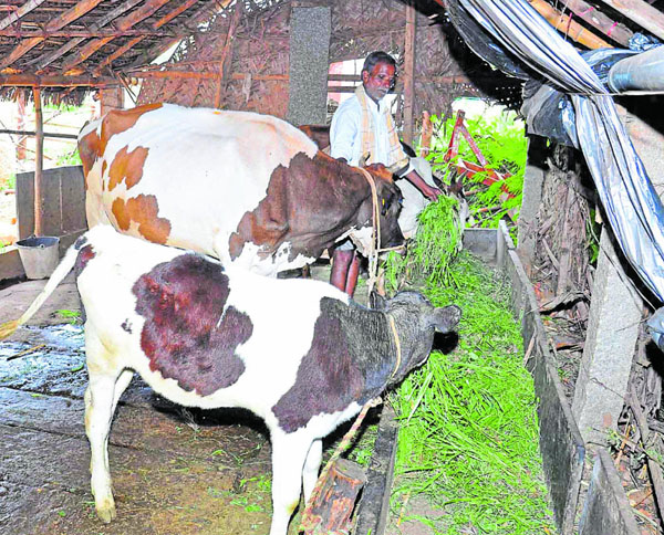 Holistic approach to farming